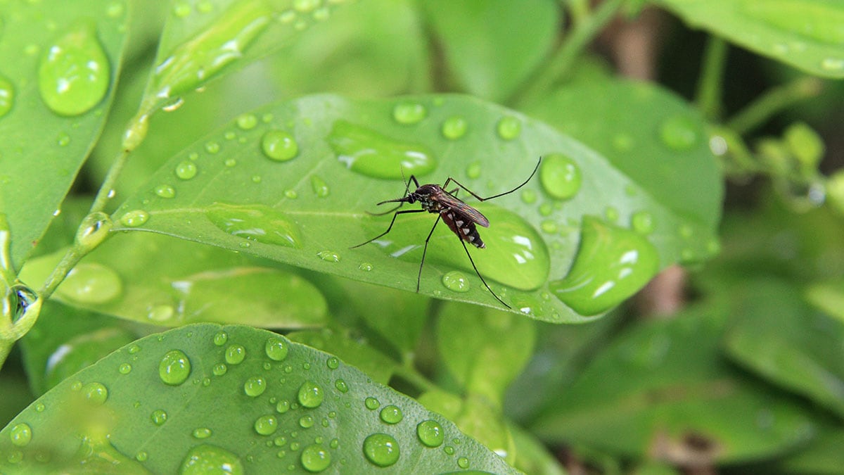 Mosquito on a green leaf covered in water droplets.