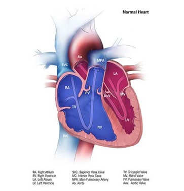 Normal heart