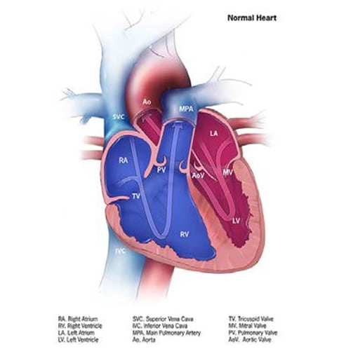 Normal heart