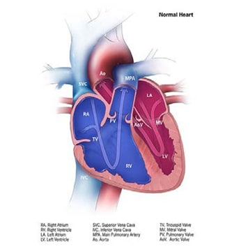 fig. 4.19. Normal heart