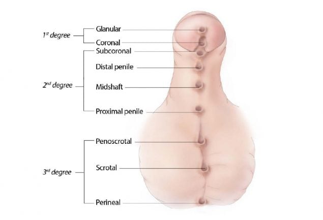 Genital and Urinary Organs