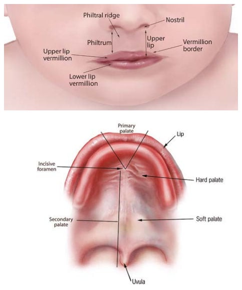 Fig. 22. Anatomy of the lip and palate