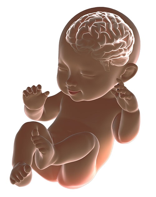 تصوير دماغ الطفل بالأشعة السينية ثلاثي الأبعاد