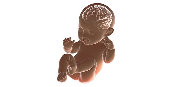 Early Brain Development and Health | CDC