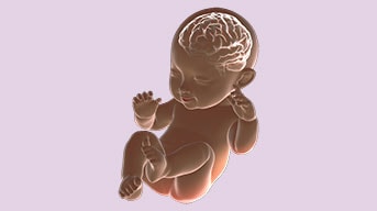 Brain of baby x-ray graphic.3D rendering