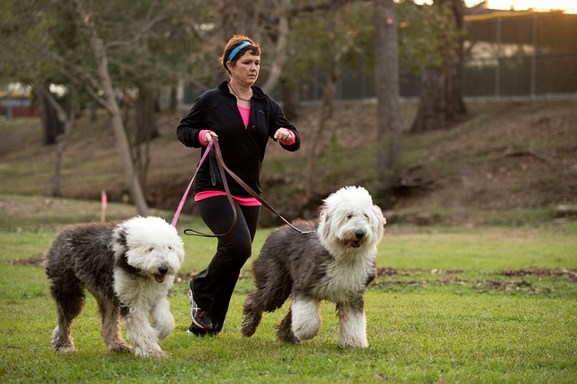 Mary Campise shown running with her Old English Sheepdogs, Marley and Blue.