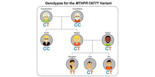 MTHFR Gene, Folic Acid, and Preventing Neural Tube Defects | CDC
