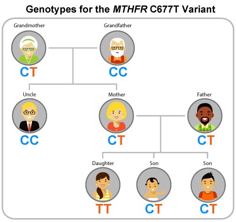 Genotypes for the MTHFR C677T Variant chart