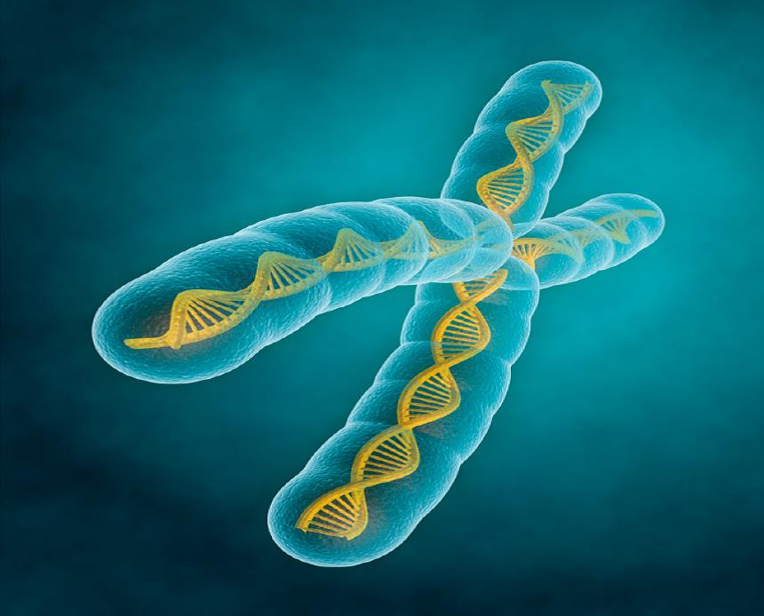illustration of an x chromosome