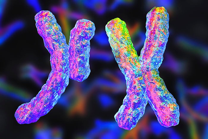 Cromosomas humanos, ilustración