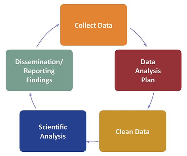 The cycle from collecting data to disseminating findings includes five stages: Collect the data, develop a data analysis plan, clean the data, conduct a scientific analysis, and report findings. Then the cycle begins again.