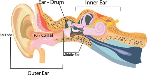 Diagram telinga