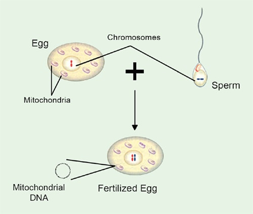 Illustration showing The Relationship Between Chromosomes, Mitochondria, and Mitochondrial DNA, details to follow