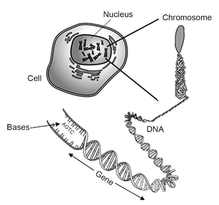 illustration of Relationship Between Cells, Chromosomes, DNA, Bases, and Genes