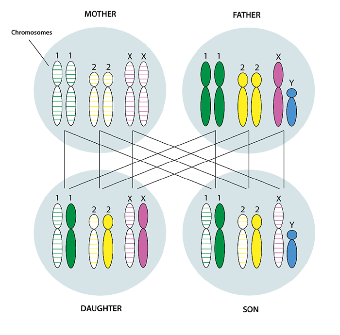 illustration showing chromosomes from mother and father and examples of how they are passed to children