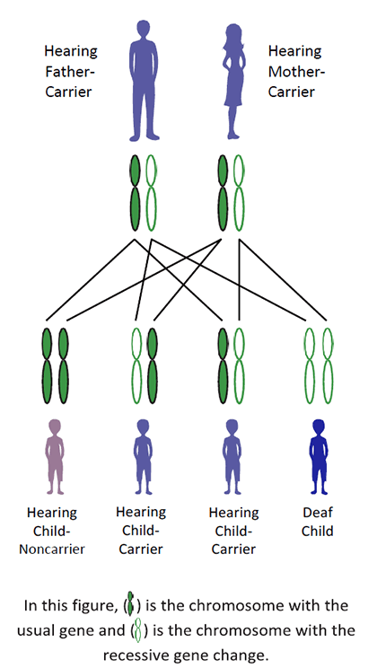 illustration showing Example of Autosomal Recessive Inheritance, detailed below