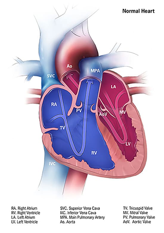 Congenital Heart Defects How The Heart Works Cdc