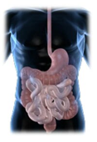 Illustration of human intestines