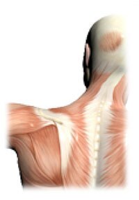 Illustration of human back muscles