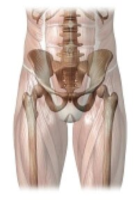 Illustration of human pelvis