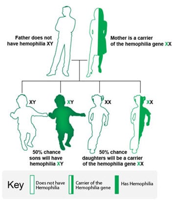 Males have one X and one Y chromosome (XY) and females have two X chromosomes (XX). Males inherit the X chromosome from their mothers and the Y chromosome from their fathers. Females inherit one X chromosome from each parent. 