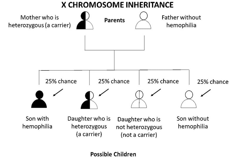 Flow chart showing fragile x inheritance where father does not have has hemophilia and mother is a carrier