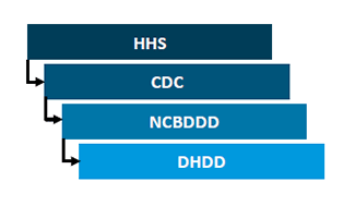 Graphic showing organization structure: HHS, CDC, NCBDDD, DHDD
