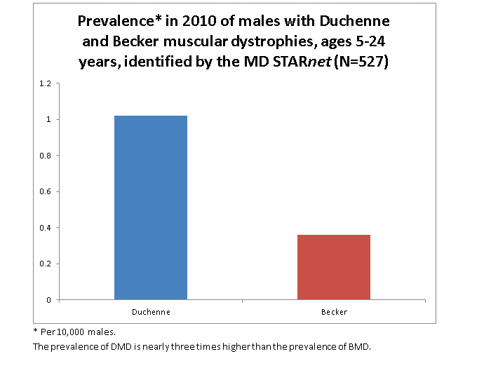 Prevalence* in 2010 of males with Duchenne and Becker muscular dystrophies, ages 5-24 years, identified by the MD STARnet (N=527). 1.02 Duchenne, 0.36 Becker. * Per 10,000 males. The prevalence of DMD is nearly three times higher than the prevalence of BMD.