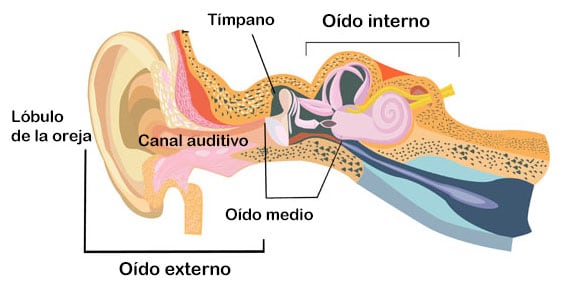 Diagrama: oído externo, oído medio, y oído interno