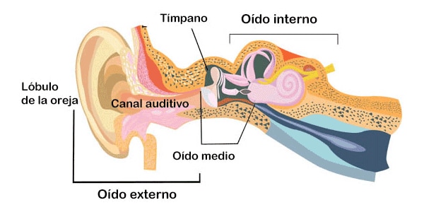 Desplazamiento bicapa Viva Tipos de pérdida auditiva (sordera) | CDC