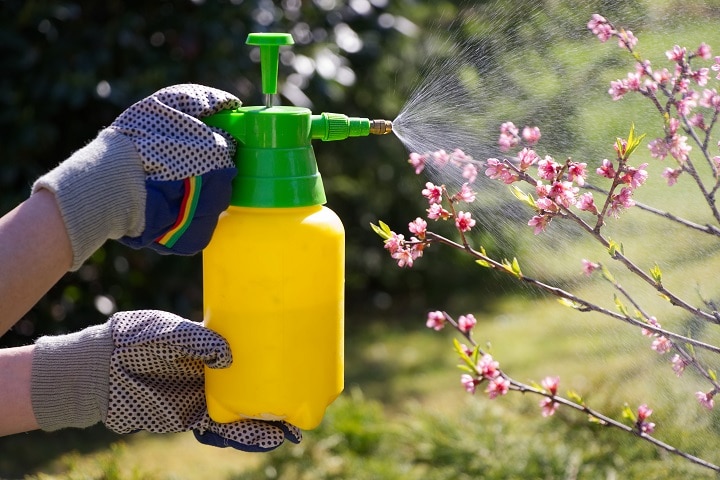 Spraying a blooming fruit tree against pests