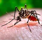 Close up photo of the Aedes Aegypti Mosquito