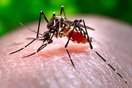 Close up image of mosquito