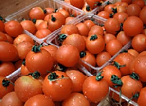 Box of containers with cherry tomatoes in them for distribution.
