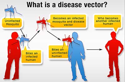 Screenshot from the VCEHP training titled What is a disease vector?