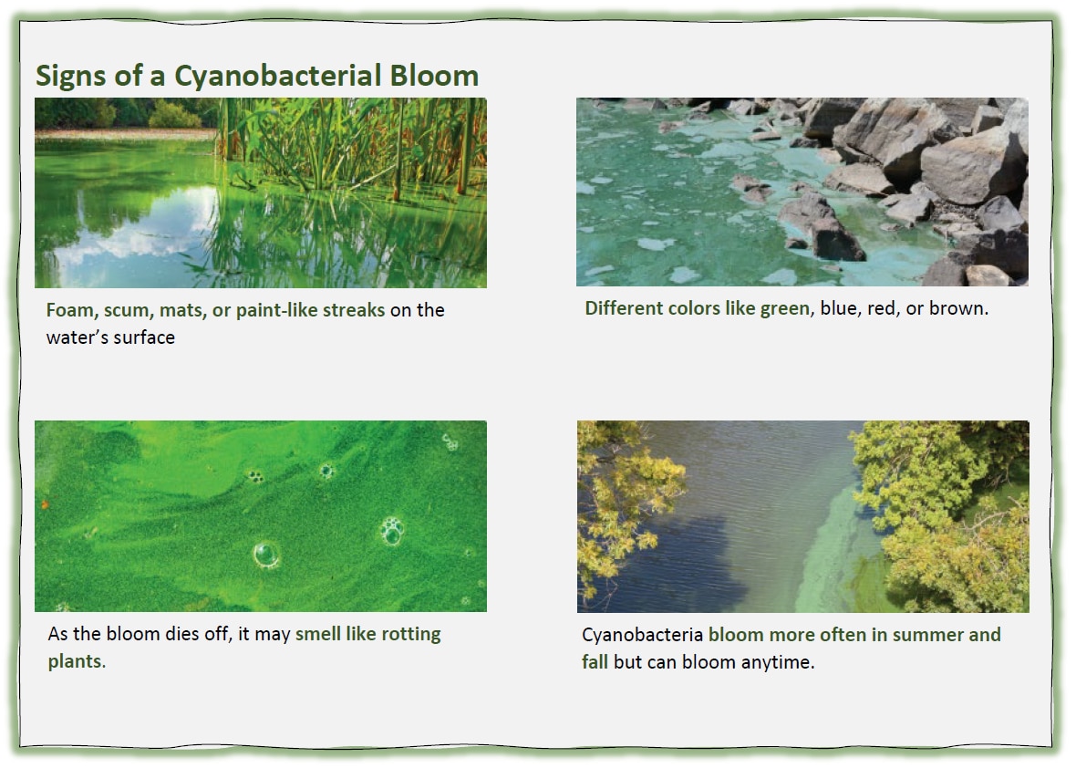 Signs of a Cyanobacterial Bloom
