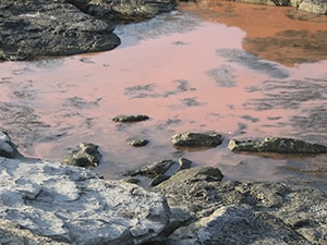 An outbreak of certain marine algae can turn ocean water red.