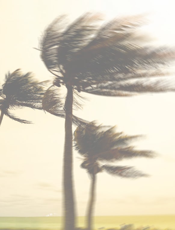 Wind blowing through palm trees