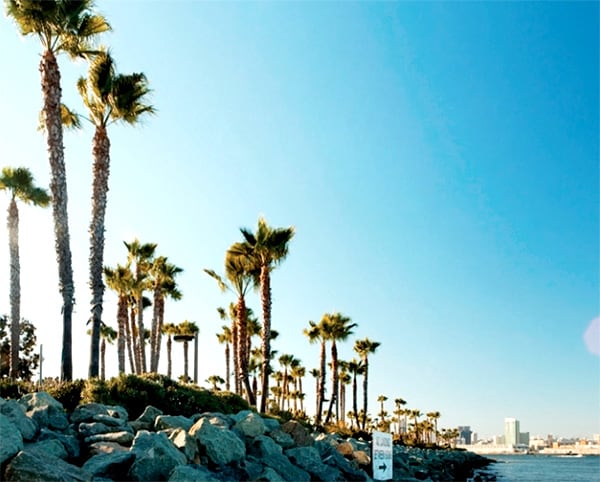 Palm tress along the coast line