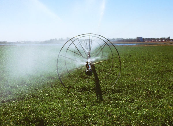 Irrigation sprayer in a field