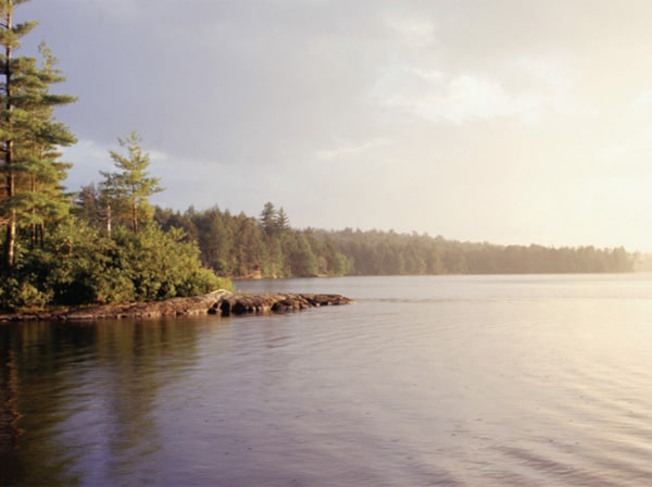 Forest shore line on a lake