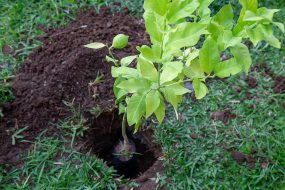 Tree seedling in a hole with dirt