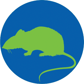 vector graphic of a mouse