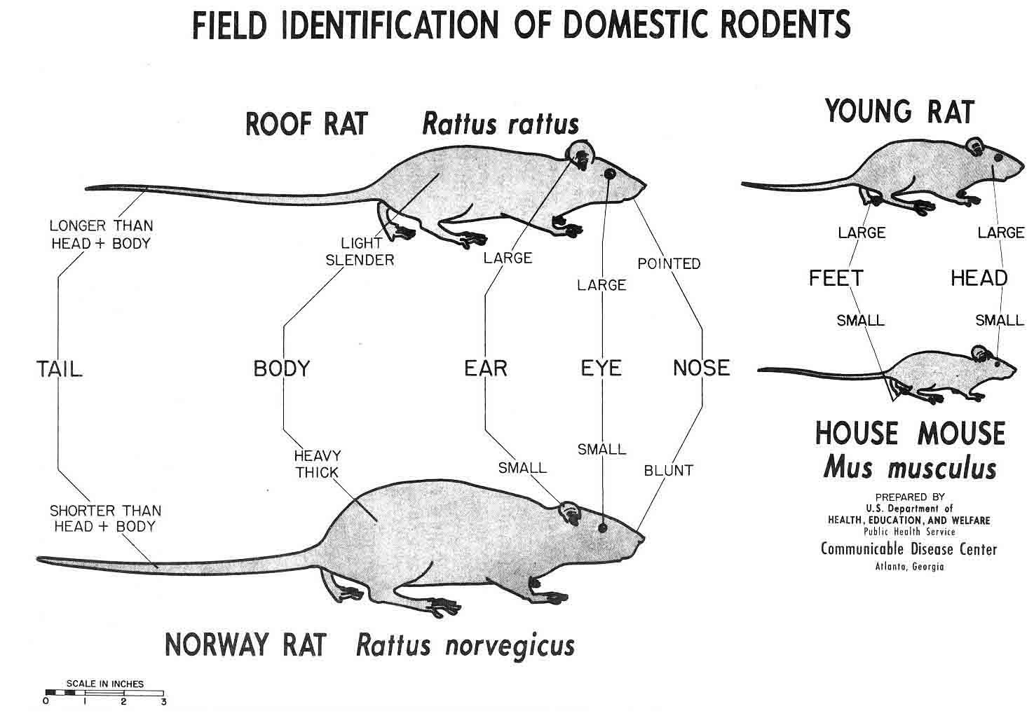 Figure 4.1. Field Identification of Domestic Rodents