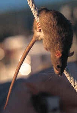 Figure 4.2. Norway Rat
