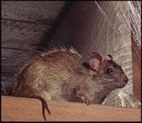 Figure 4.3. Roof Rat