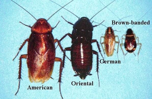 Figure 4.8. American, Oriental, German, and Brown-banded Cockroaches
