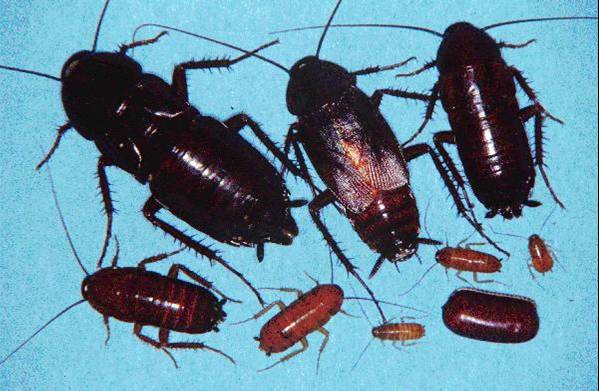 Figure 4.10. Oriental Cockroaches, Various Stages and Ages