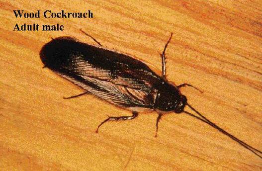 Figure 4.13. Wood Cockroach, Adult Male