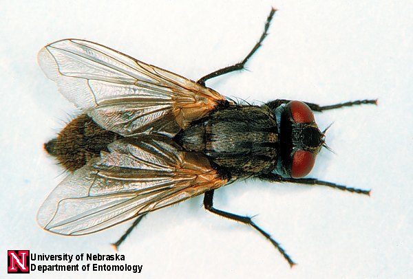 Figure 4.16. Housefly (Musca domestica)